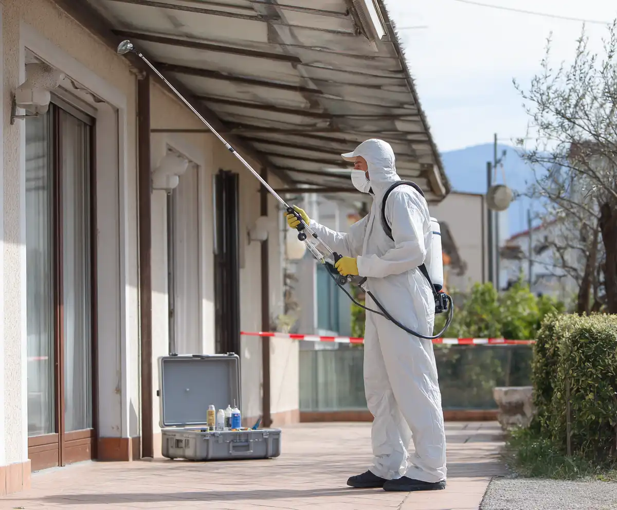 disinfestazione vespe brescia